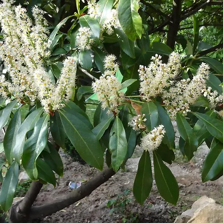 Apartamento Valloris Hévíz